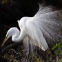 Florida, St Augustine, Alligator Farm. Great Egret in mating plumage